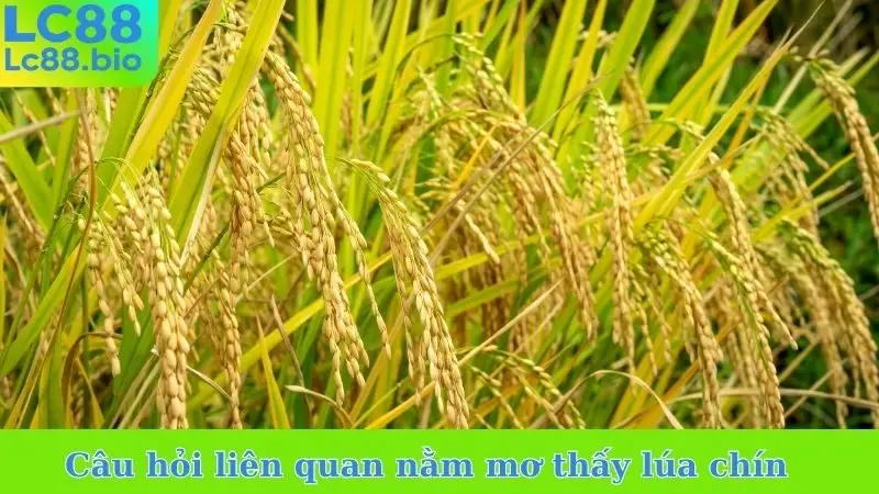 Câu hỏi liên quan nằm mơ thấy lúa chín đánh số gì
