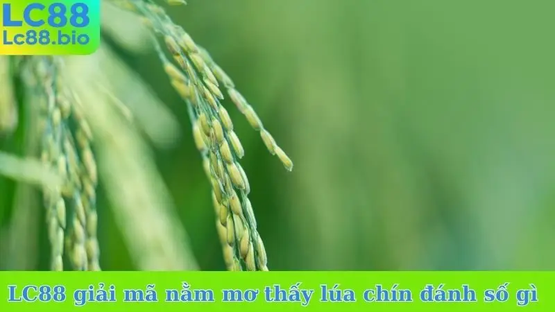 LC88 giải mã nằm mơ thấy lúa chín đánh số gì