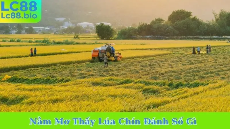 Nằm Mơ Thấy Lúa Chín Đánh Số Gì