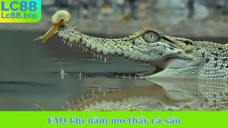 FAQ khi nằm mơ thấy cá sấu