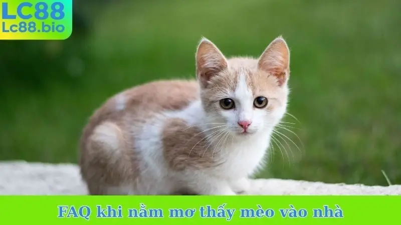 FAQ khi nằm mơ thấy mèo vào nhà
